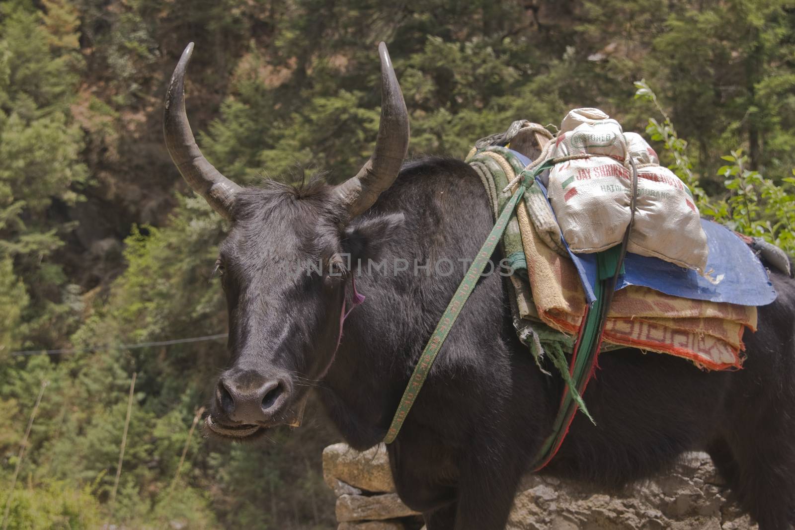 Expressive yak carrying baggage along the trekking route to Everest Base Camp in the Himalayan Mountains of Nepal