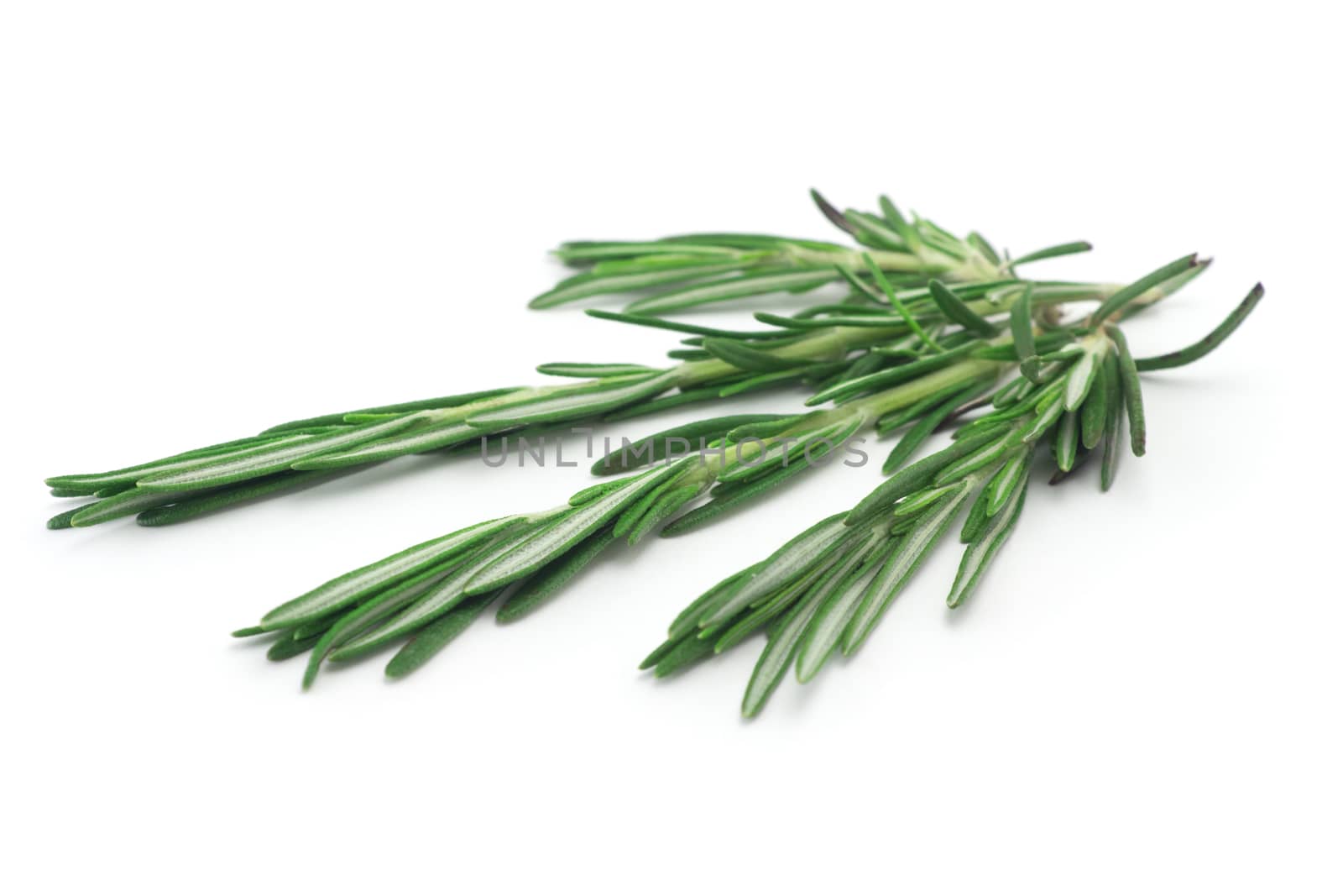 rosemary
rosemary sauce
herb rosemary
rosemary in cooking
