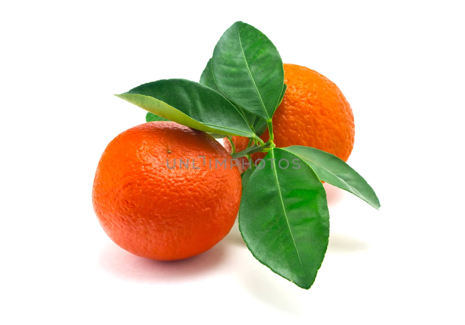 Oranges on a white background by pilotL39