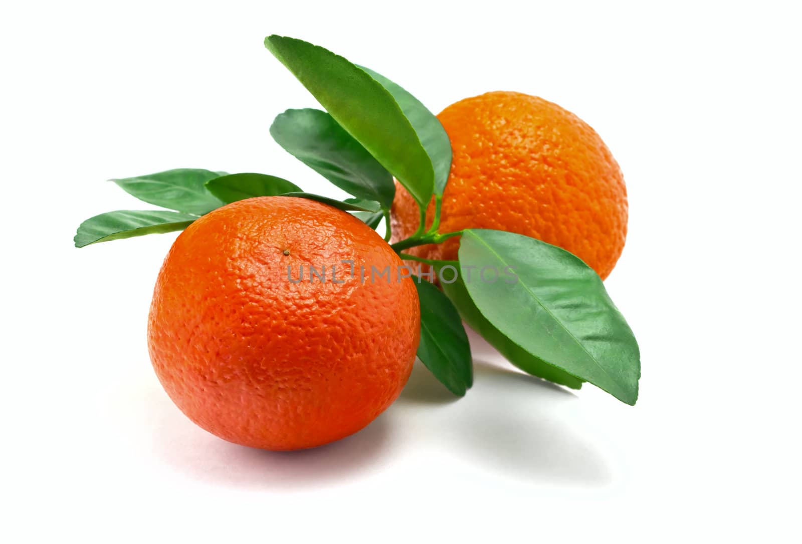 citrus fruit
Oranges on a white background
Oranges with green leaves