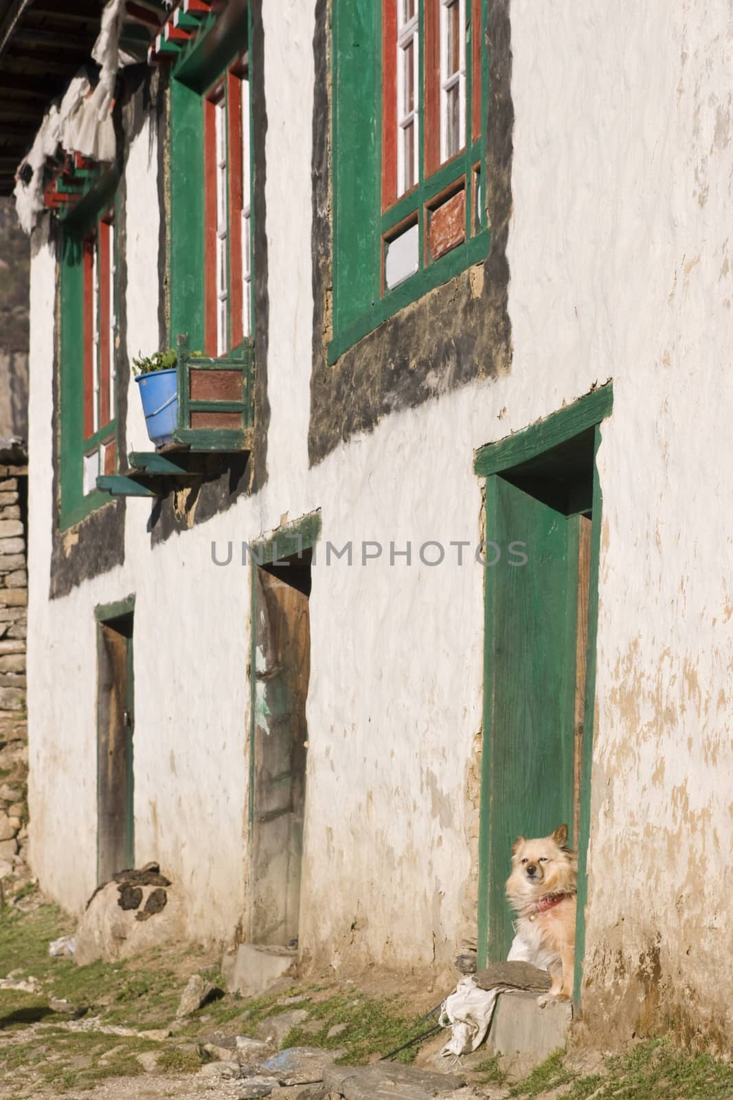 Tibetan style house in the village of Namche Bazar in the Nepal Himalayas. Dog peering out of the door.