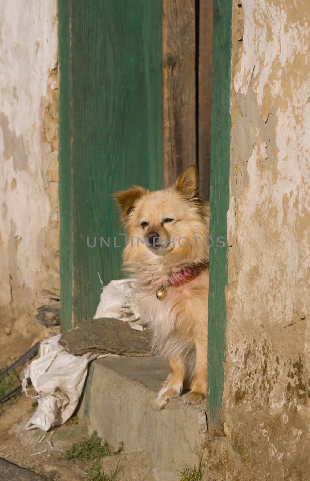 Dog peering out of the door of a Tibetan style house in the village of Namche Bazar in the Nepal Himalayas