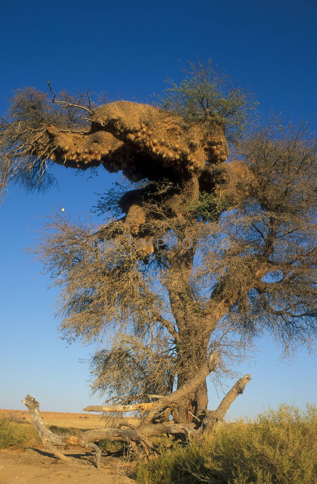 Large communal nest of the sociable weaver bird in the top of a large tree. South Africa.
