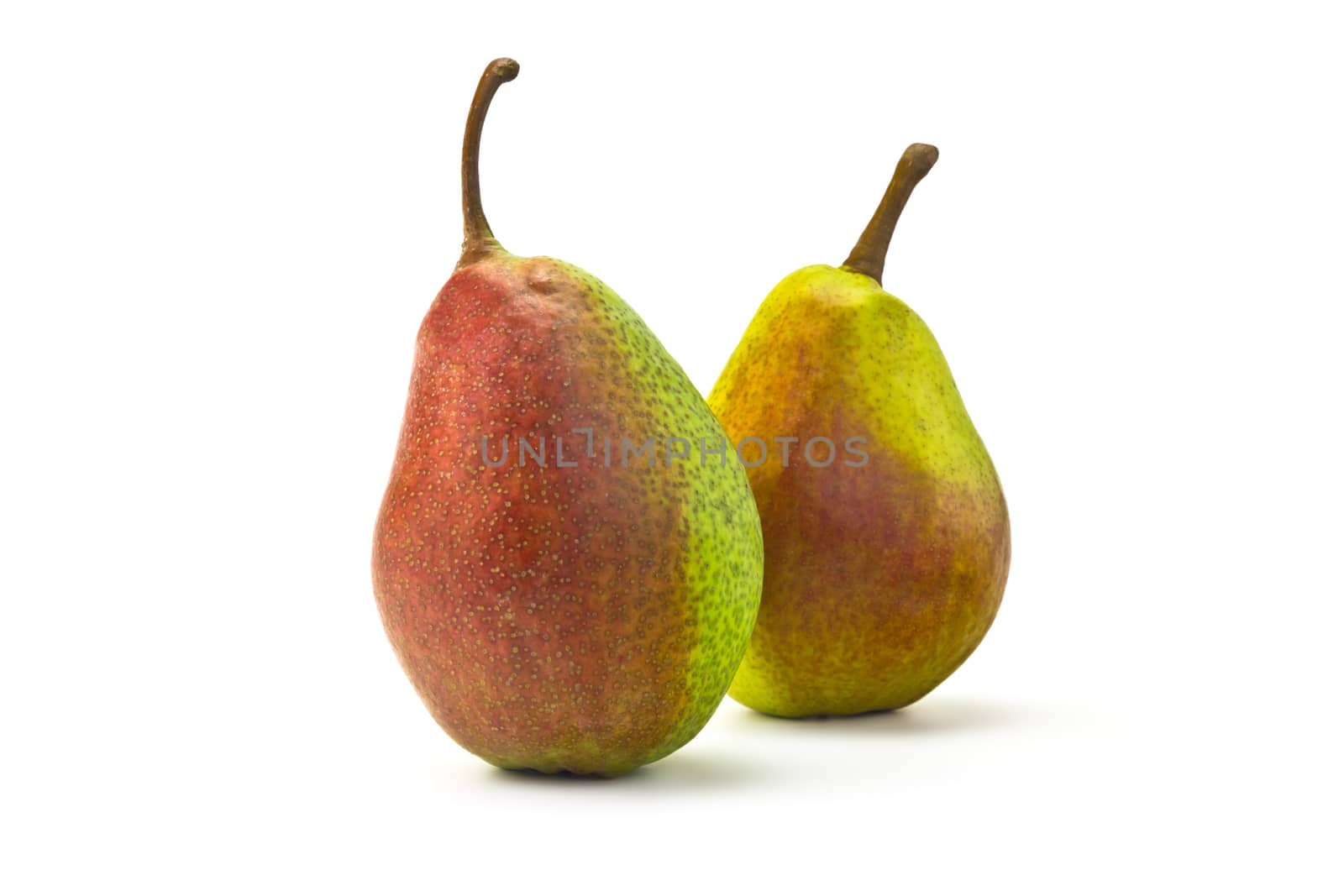 Two red and green pears on a white background