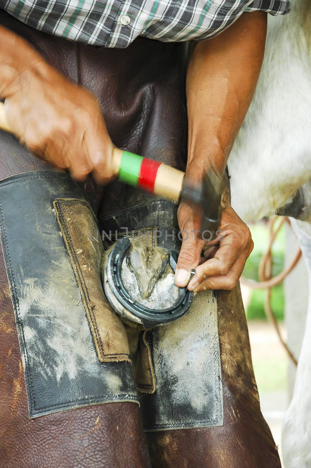 Male farrier changing a horseshoe 