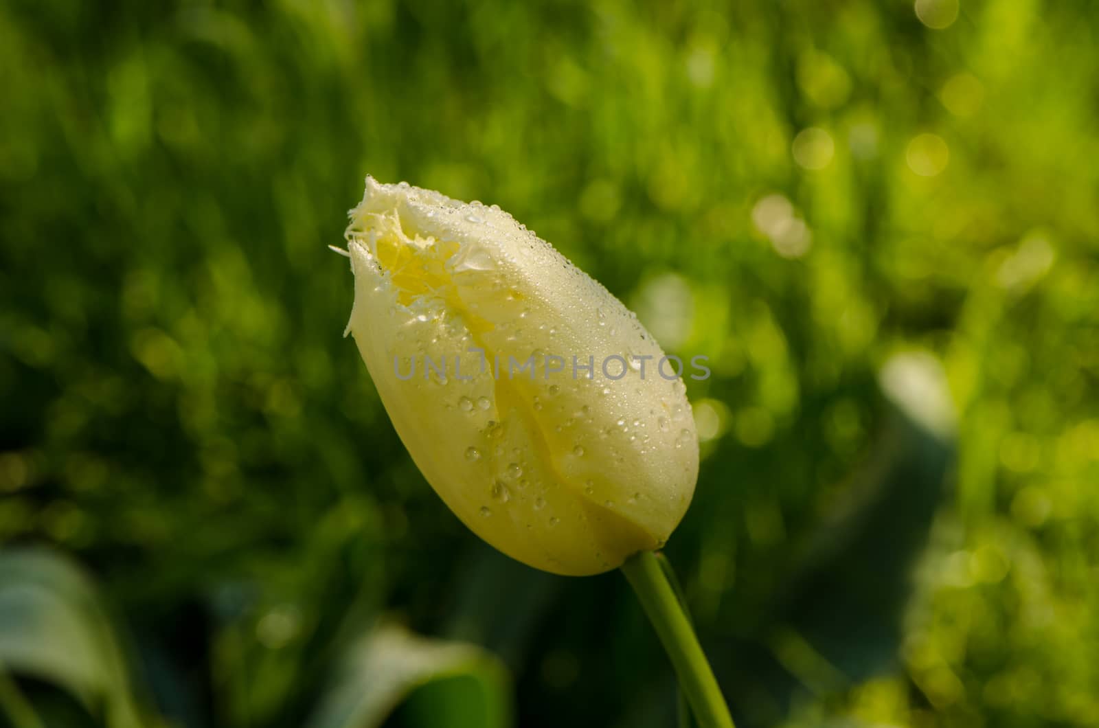 Early morning dew water drops on yellow decorative tulip flower bud bloom in spring garden. Birds sing.