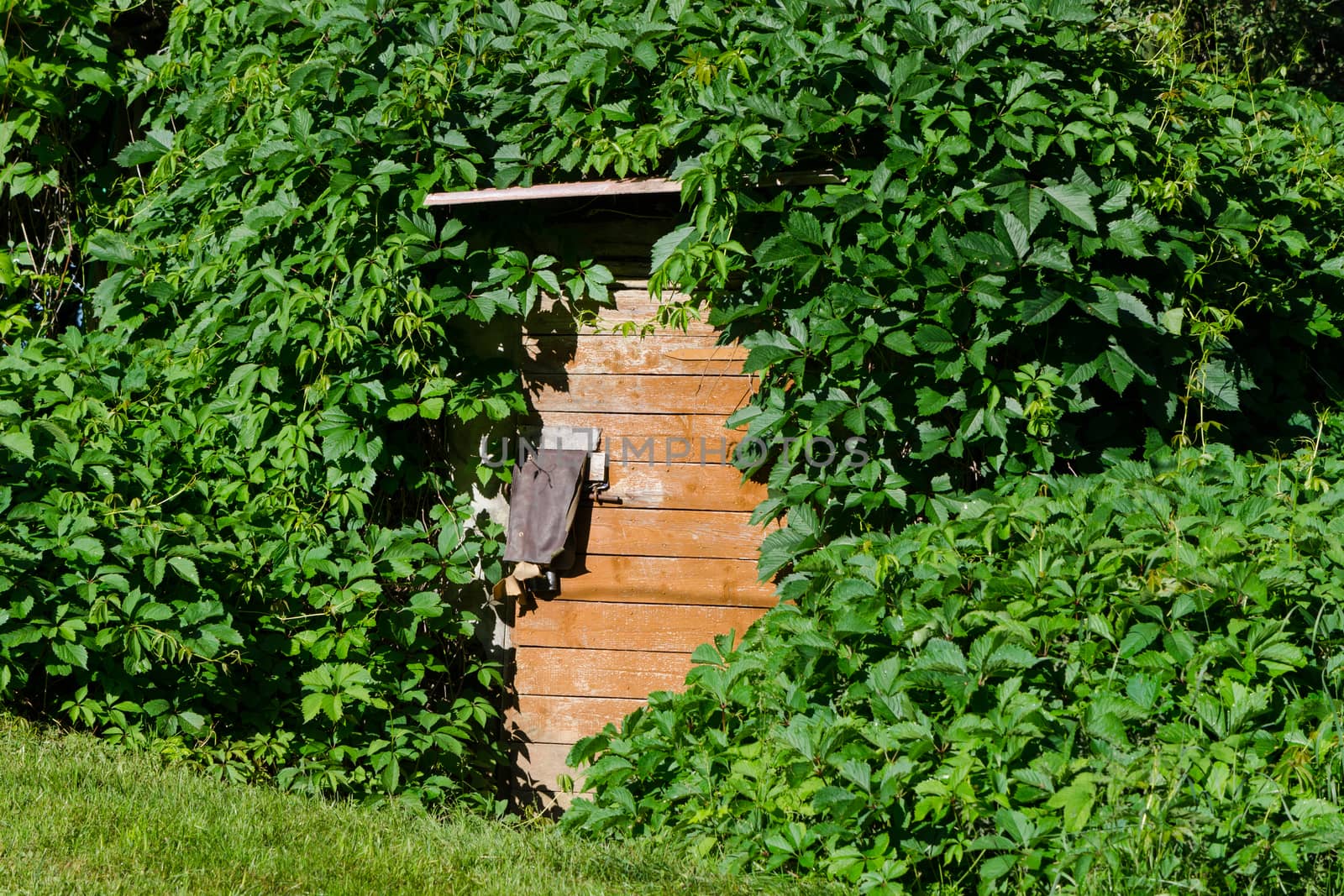 old wooden cellar door with green overgrown creepers on village