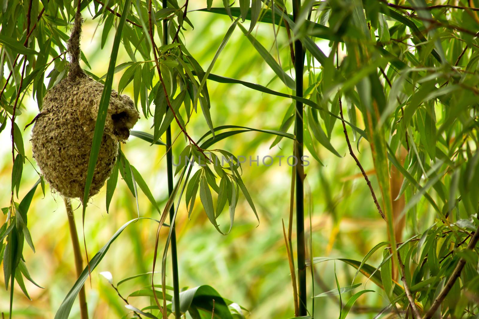 the unusual bird nest Remez pendulinus, hanging on a thin branch of willow