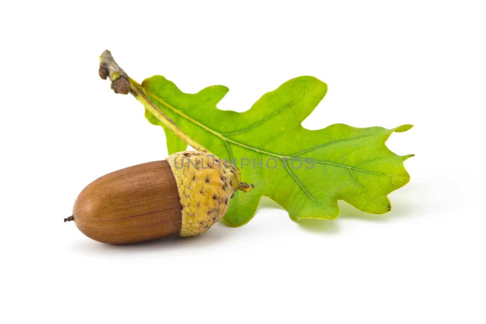 one acorn and oak leaf isolated on white background