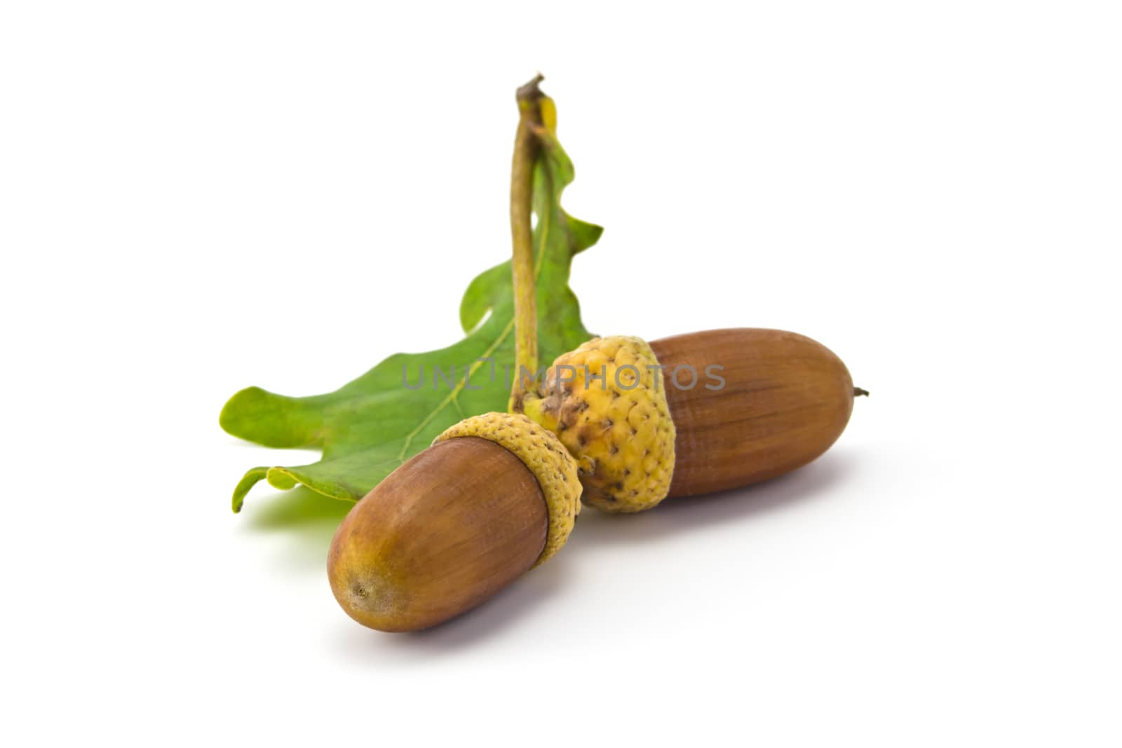 two acorns and oak leaf isolated on white background