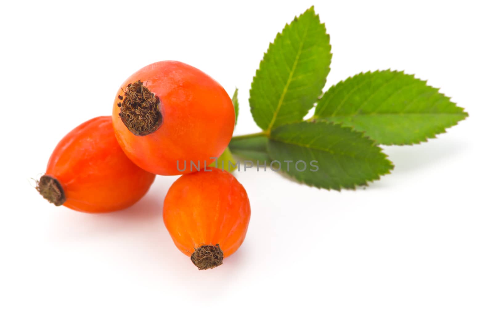 eglantine orange with leaves isolated on white background