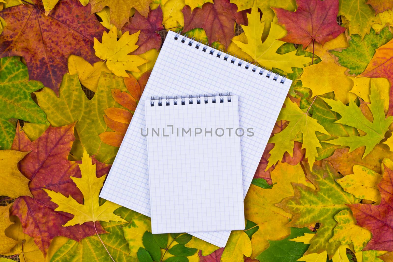 white paper for text on a colorful background of autumn leaves