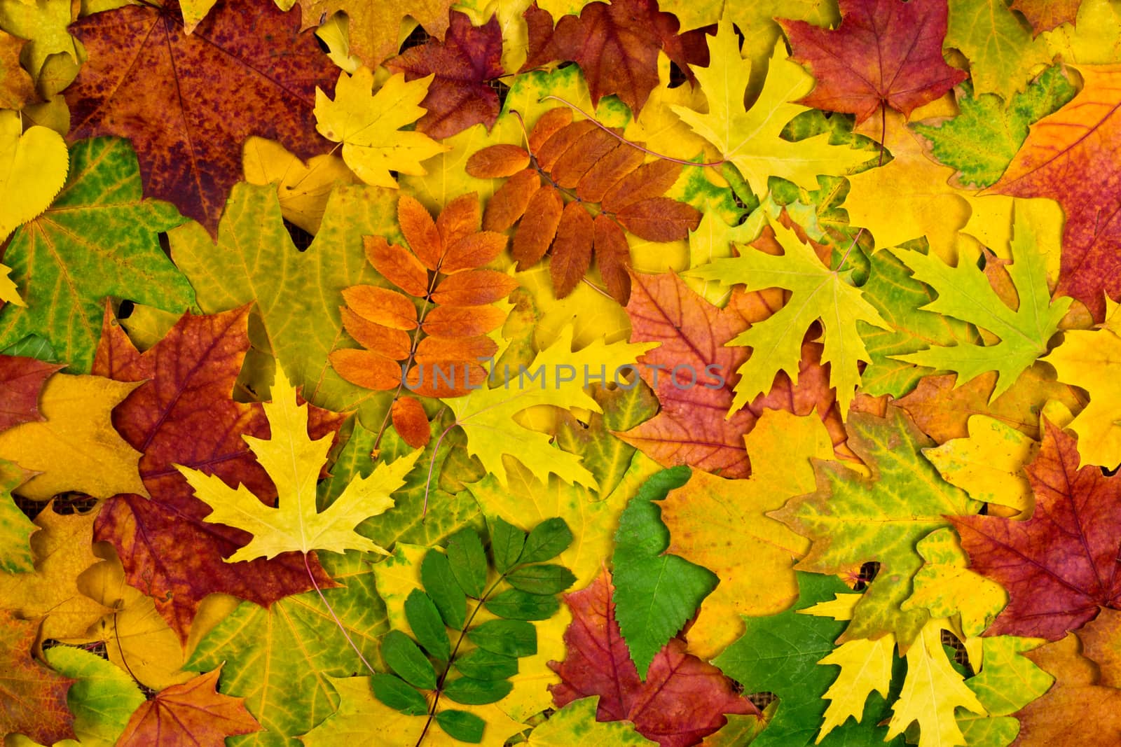 Colorful background of multicolored autumn leaves