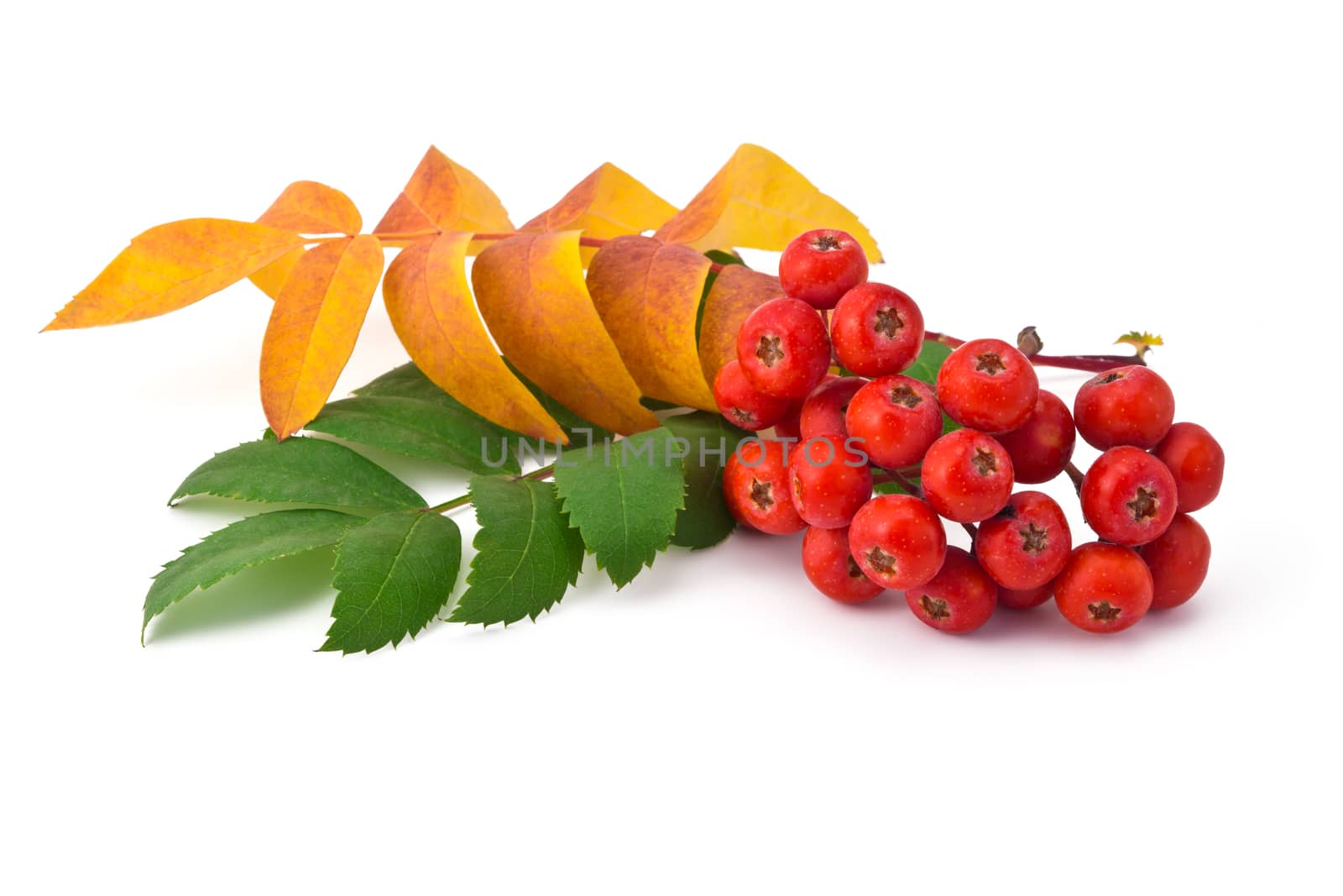 bunch rowan berries and leaves on a white background