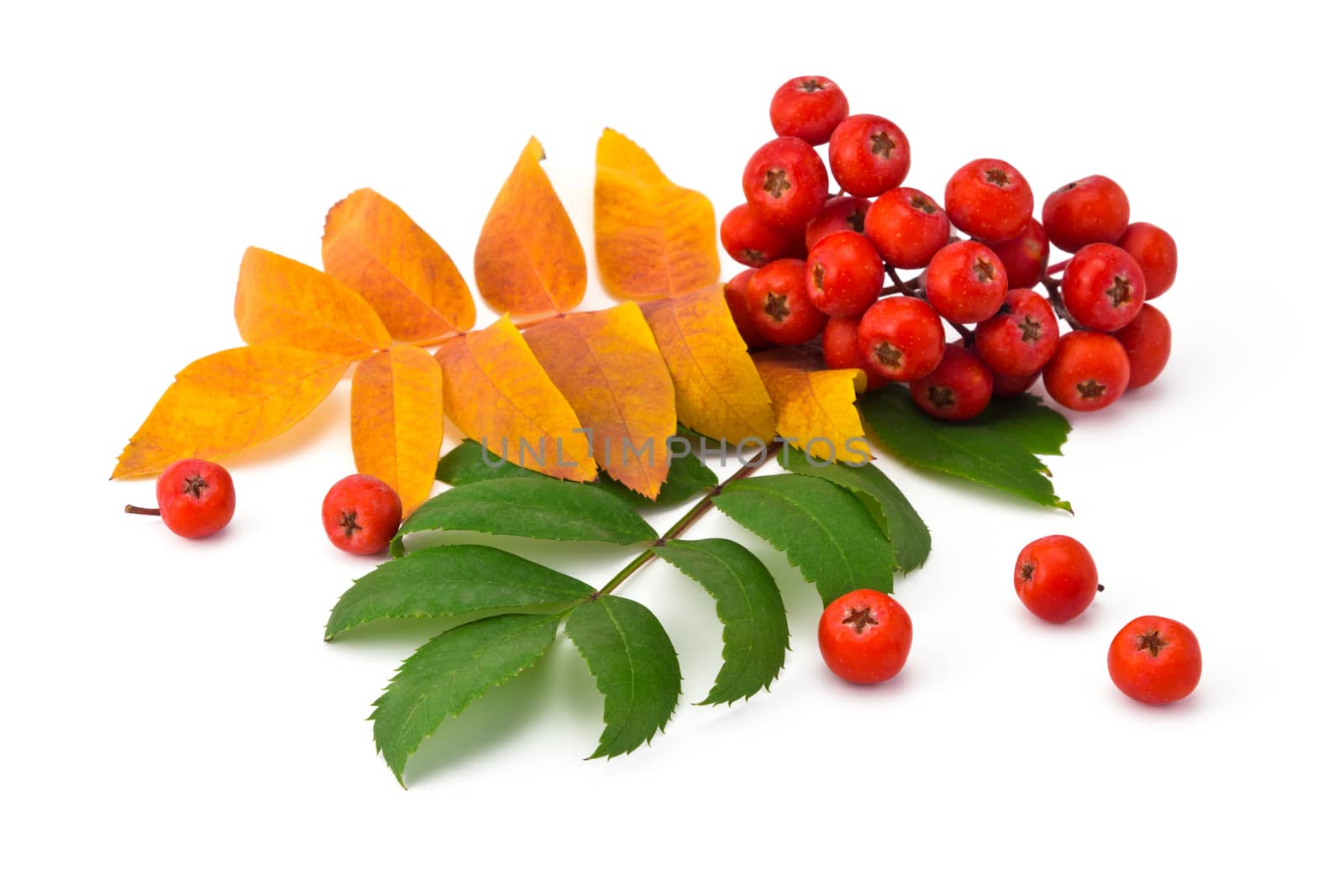 bunch rowan berries and leaves on a white background