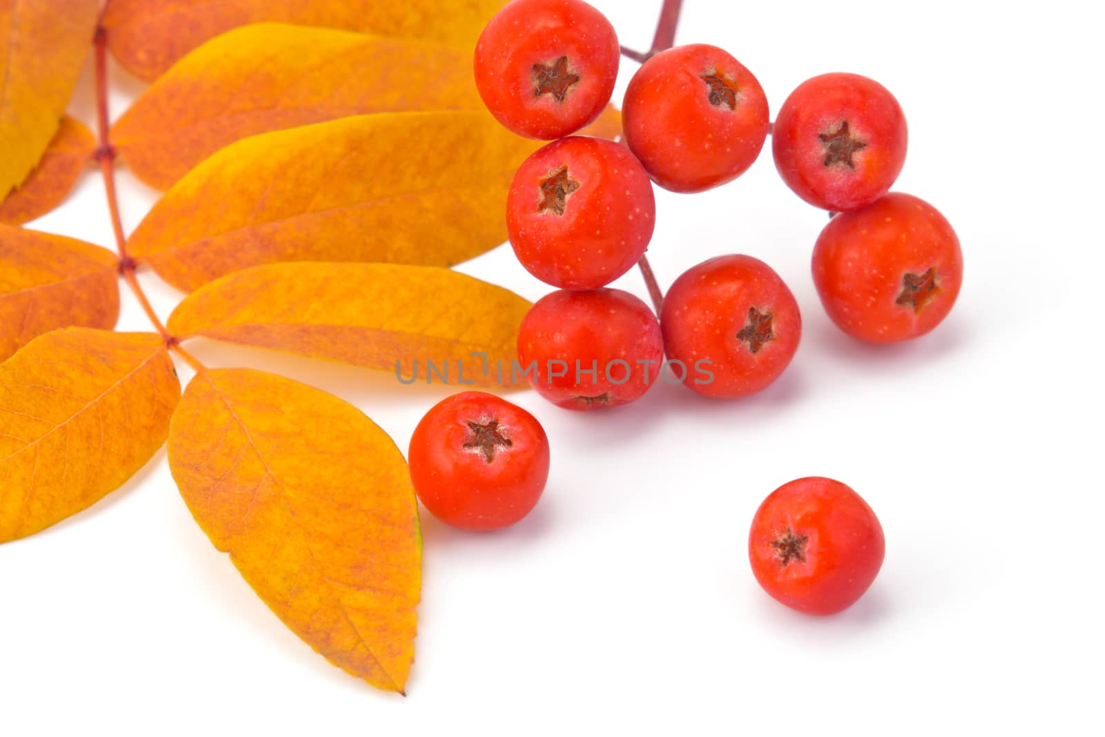 rowan berries and leaves by pilotL39