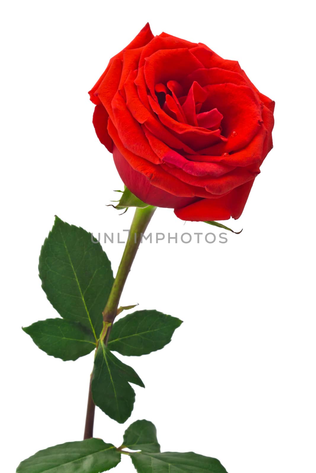 beautiful red rose on a white background