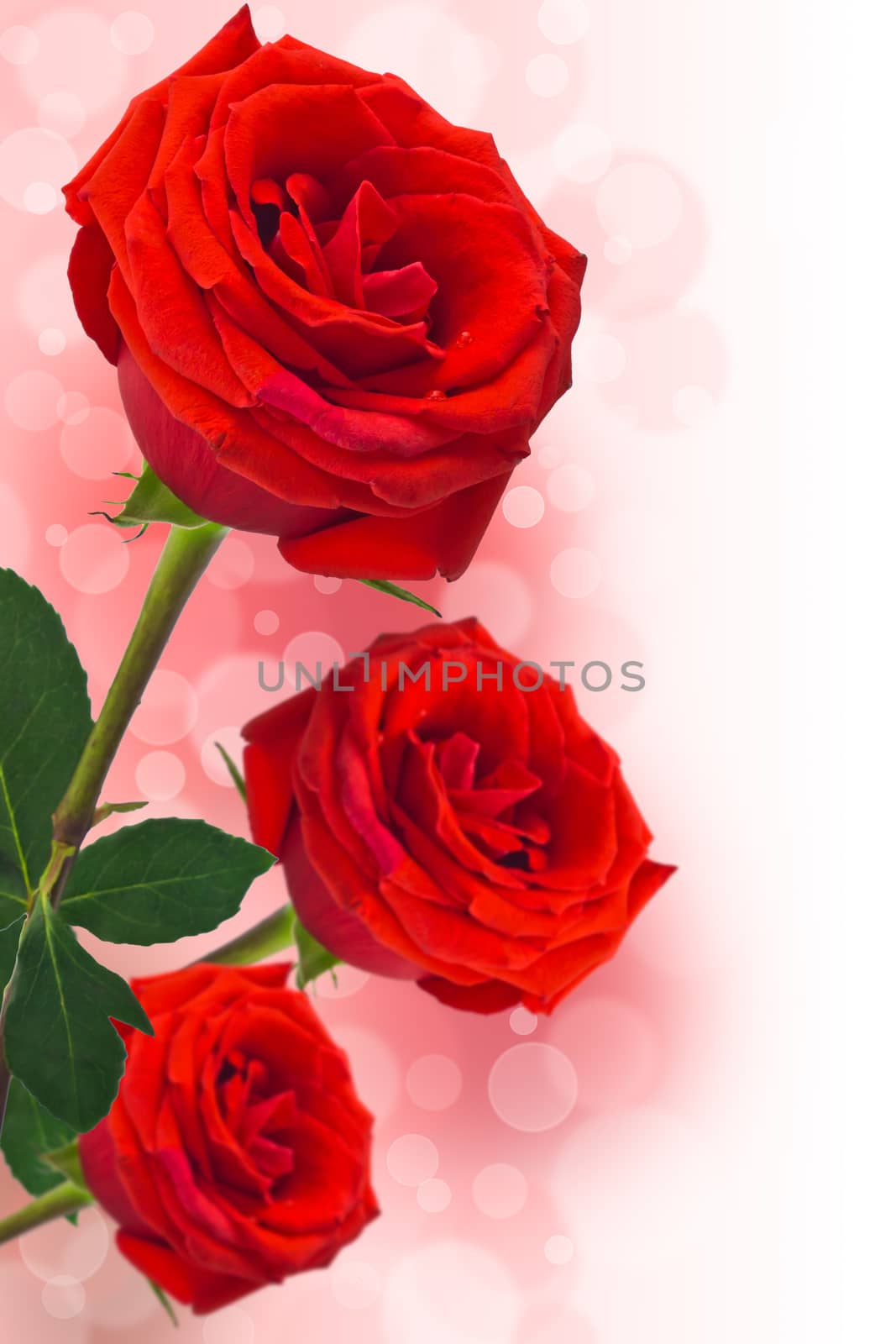 Three red roses on a pink bokeh background