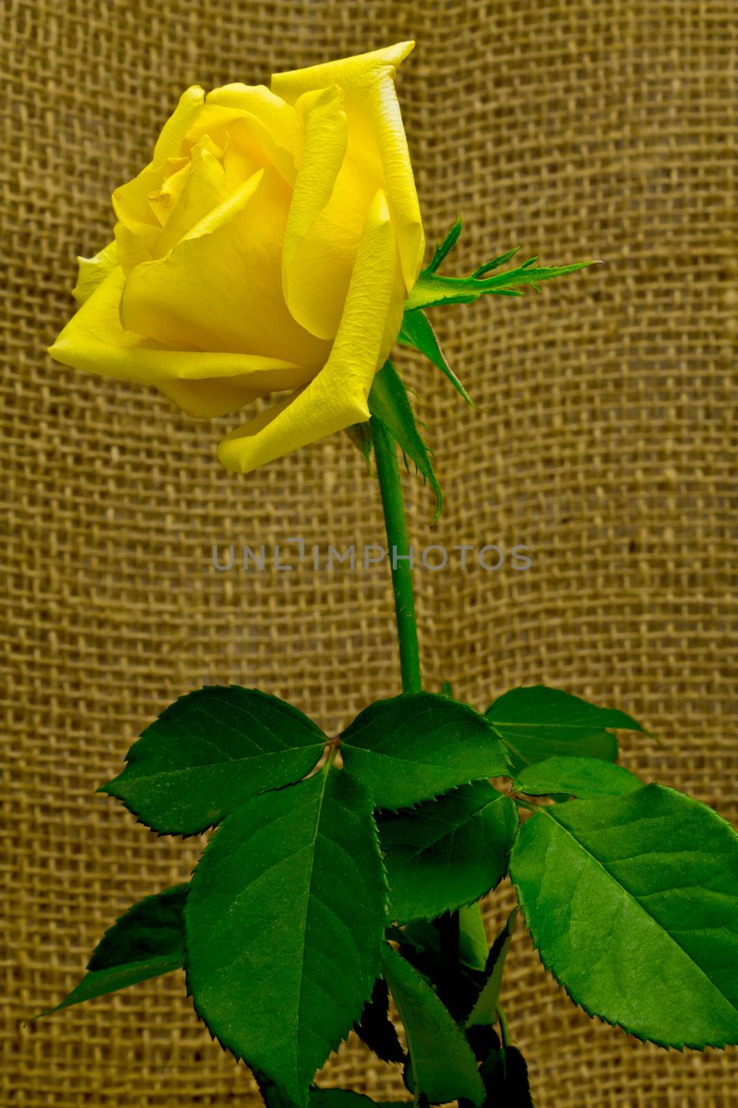 Beautiful yellow rose on a background of rough cloth