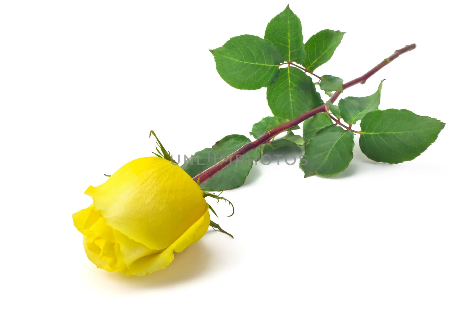 Beautiful yellow rose on a white background