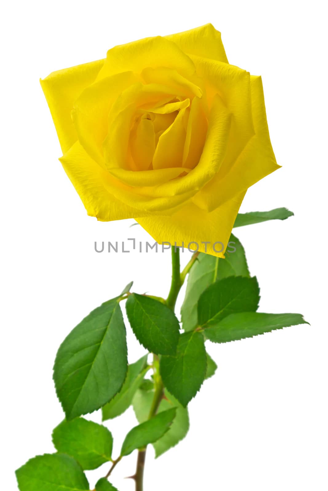 Beautiful yellow rose on a white background