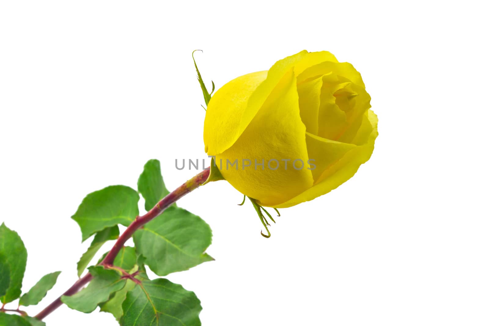 Beautiful yellow rose on a white background