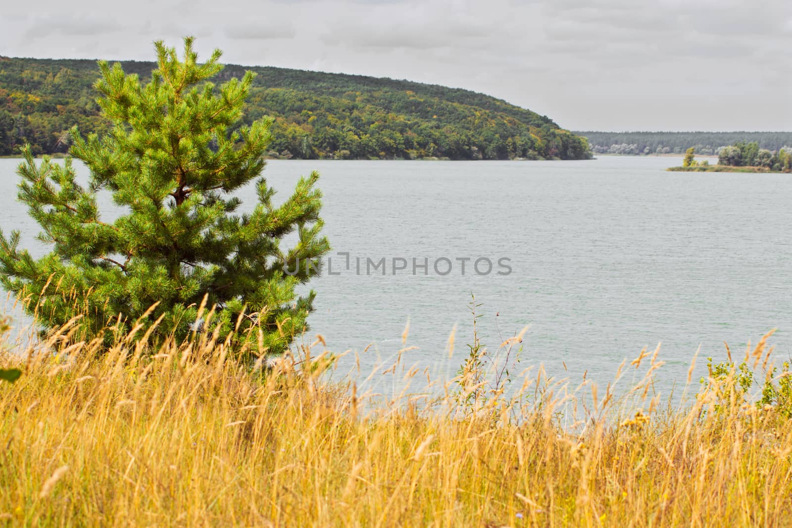 One pine tree on the bank of a water reservoir