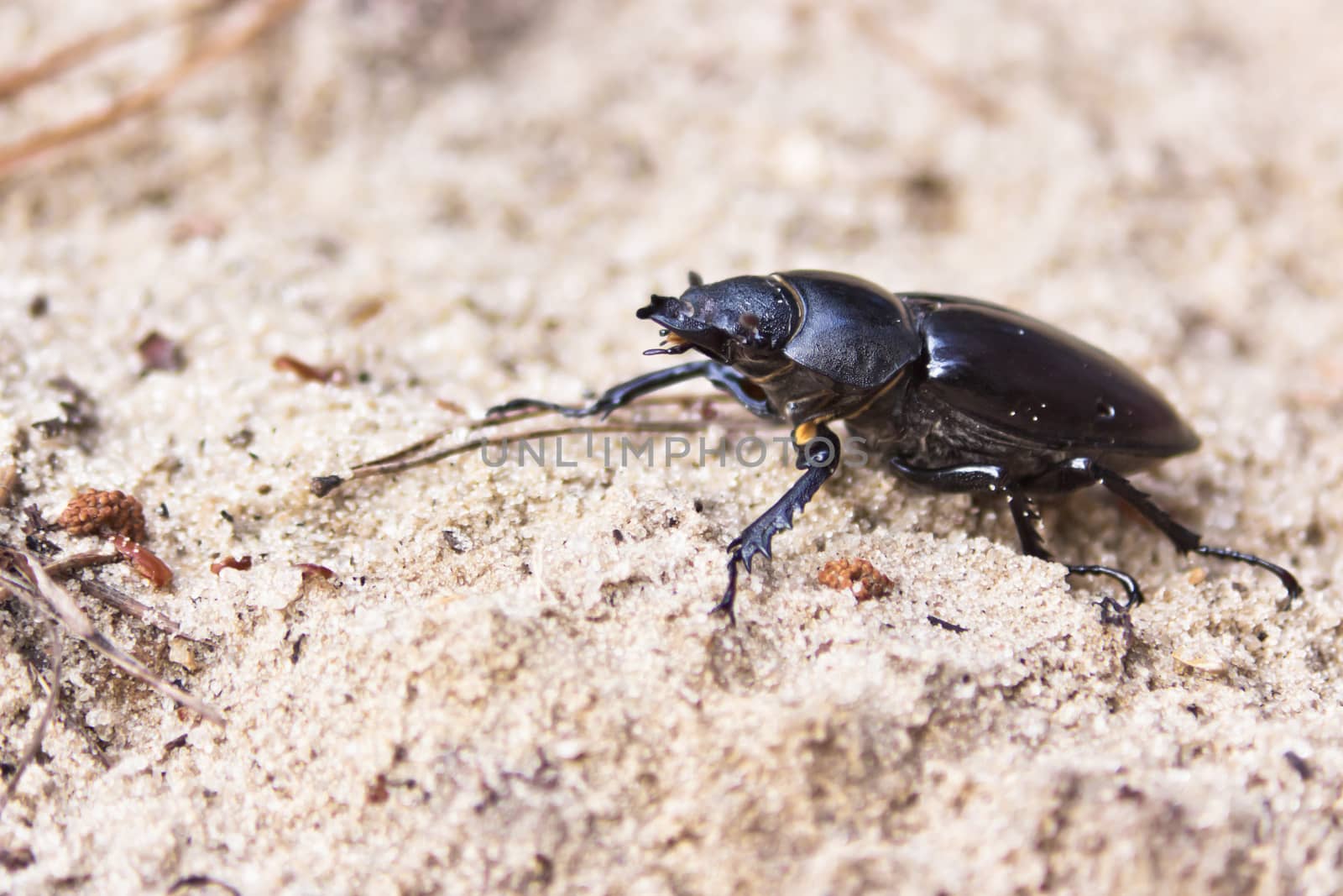 female of large beetle on the sand