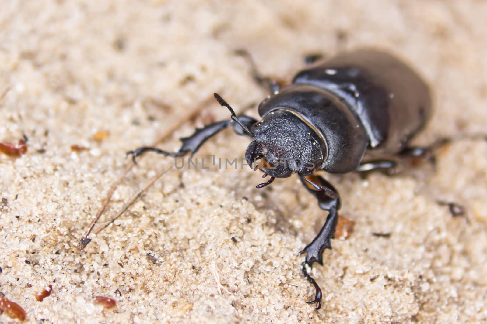 female of large beetle on the sand