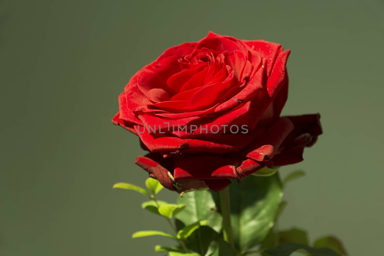 Red Rose by Fr@nk
