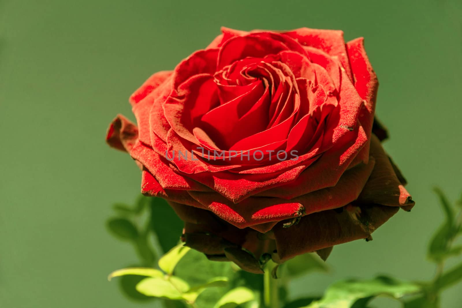 Red Rose by Fr@nk