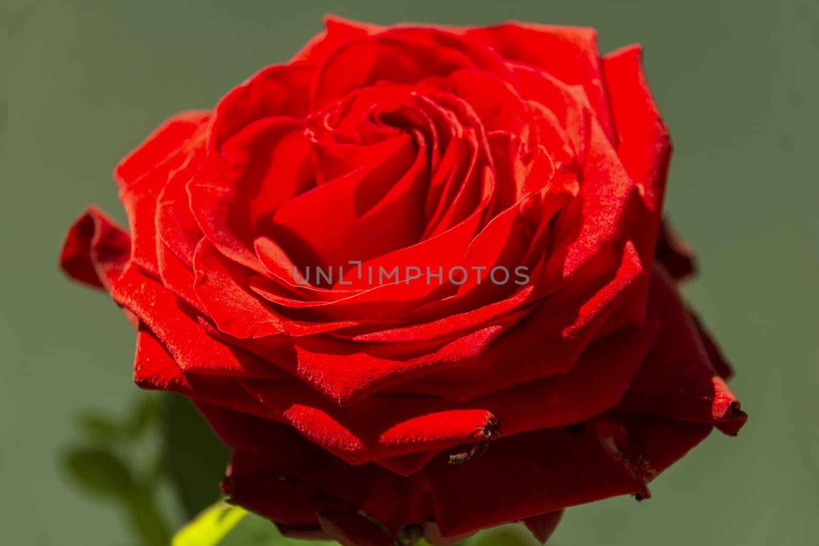 Red rose with a dark background