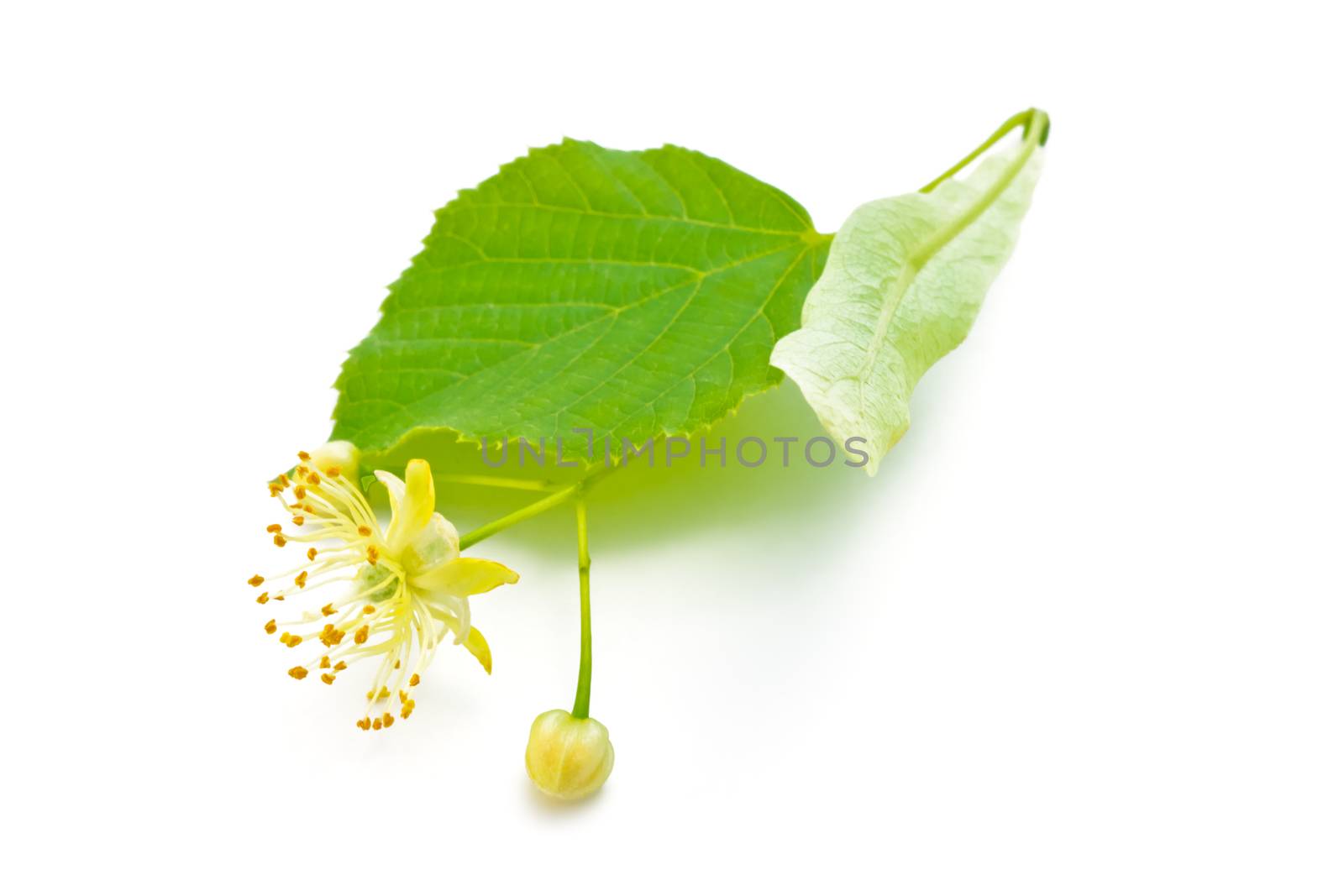 flowers and green leaves of a linden