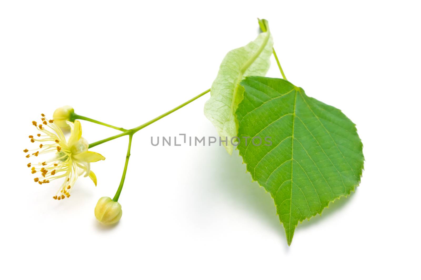 flowers and green leaves of a linden