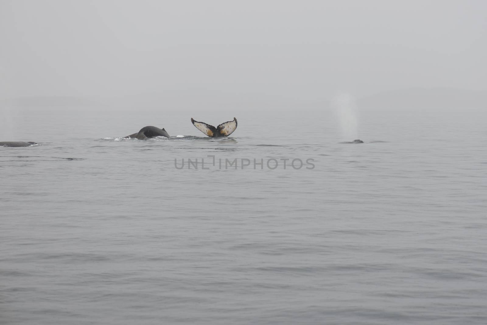 Humpback whales by Arrxxx