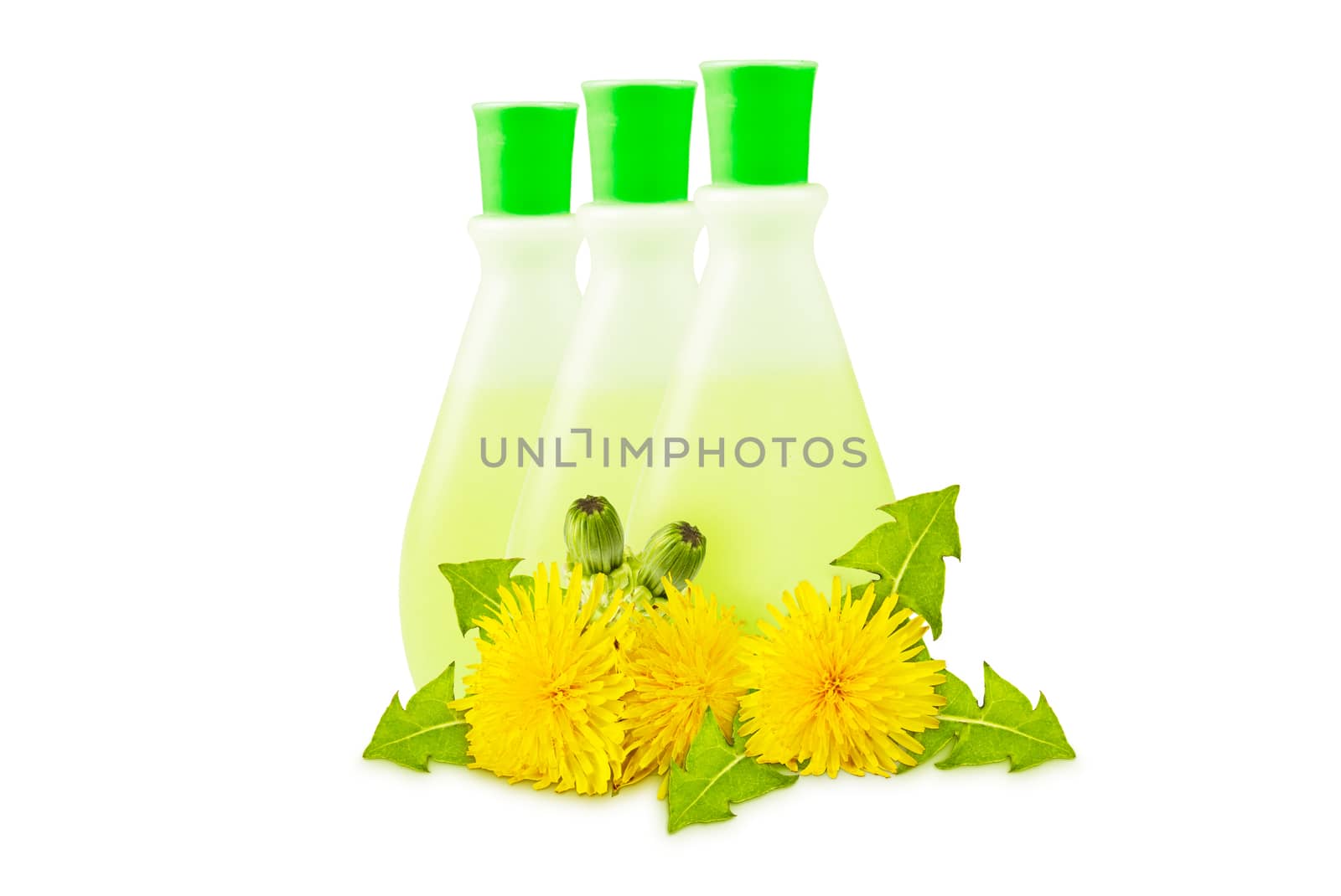  three translucent vial, yellow dandelions with green leaves and buds on a white background