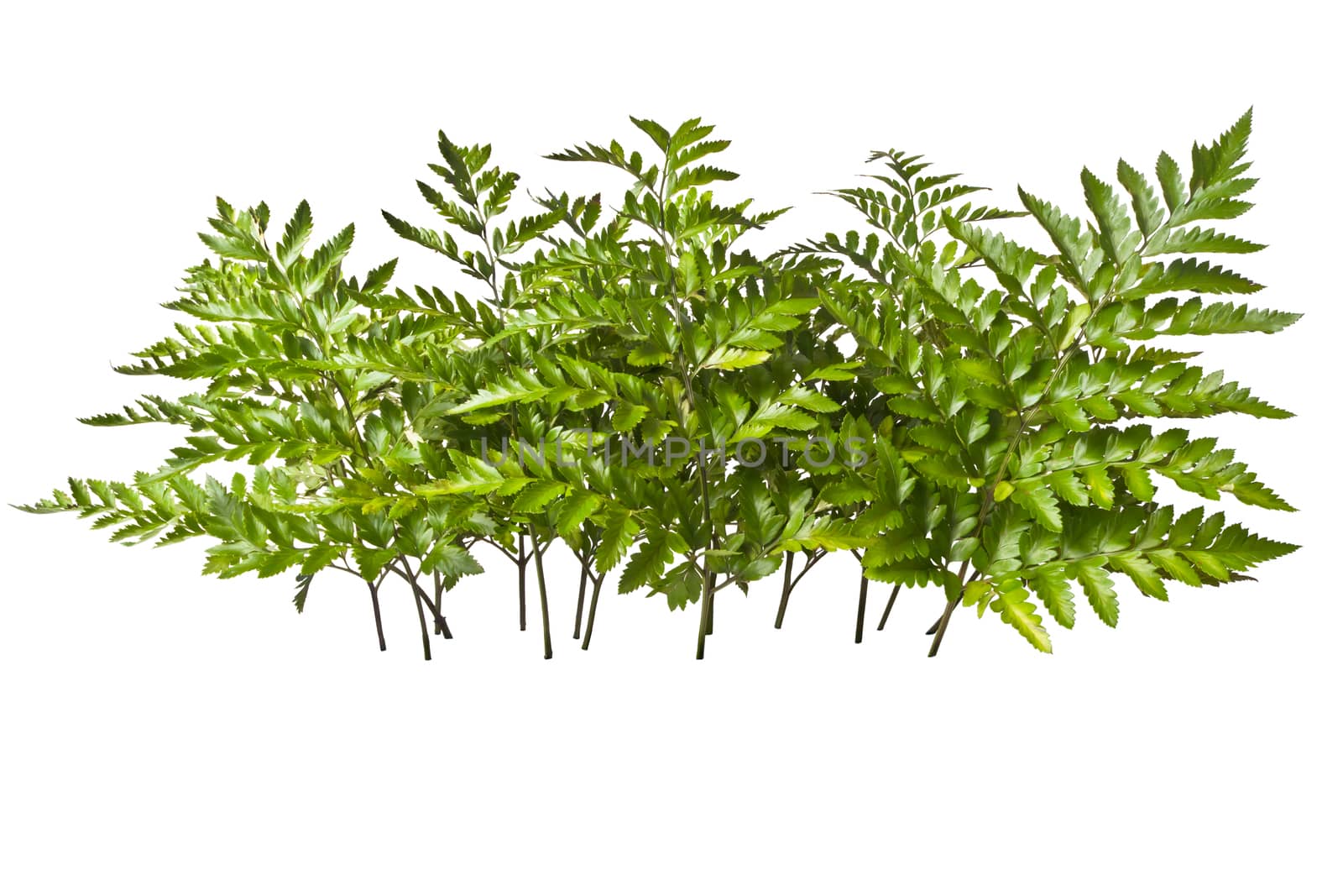 sprigs of fern isolated on white background