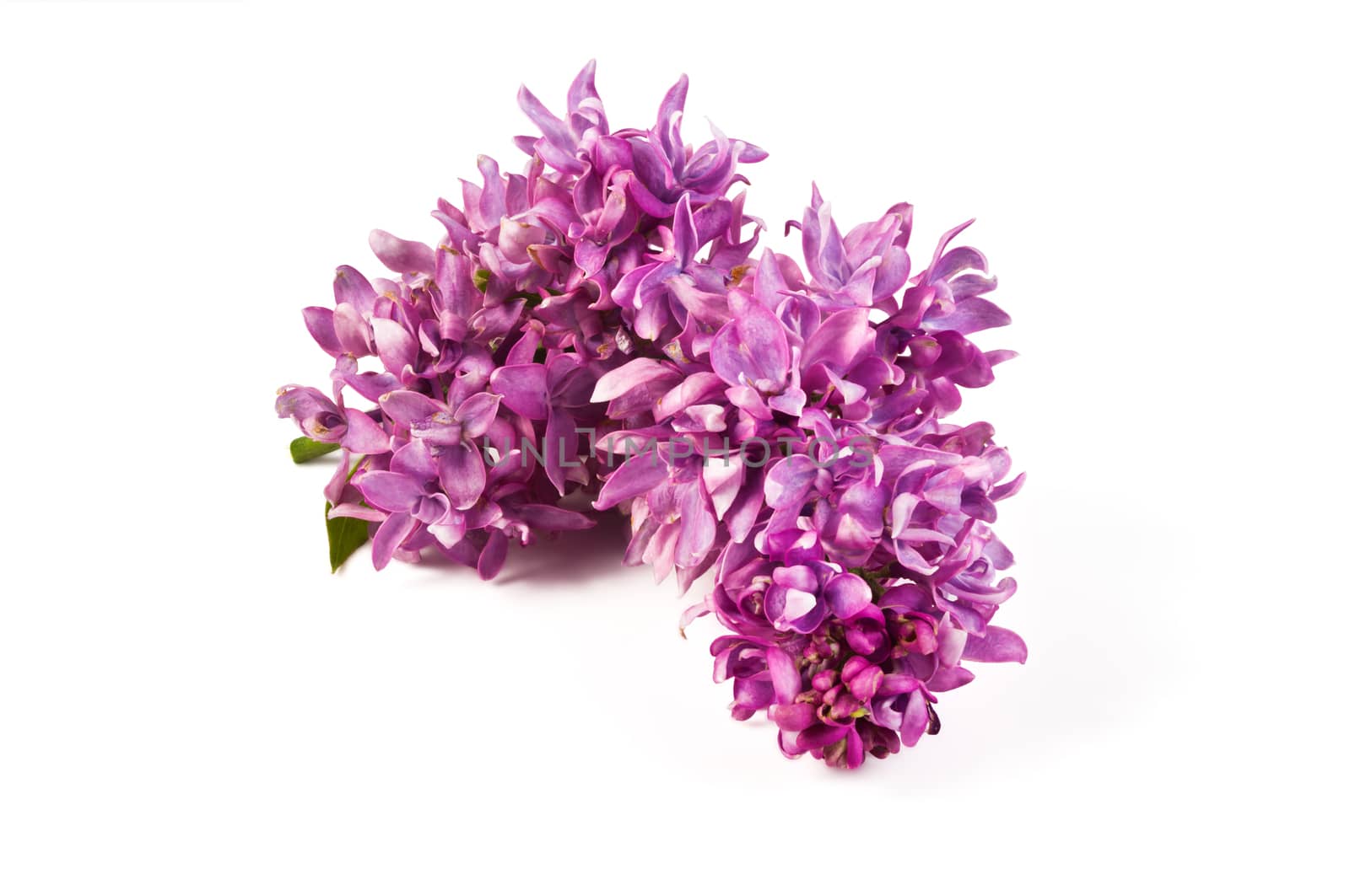 fragrant flowers of lilac inflorescence on white background
