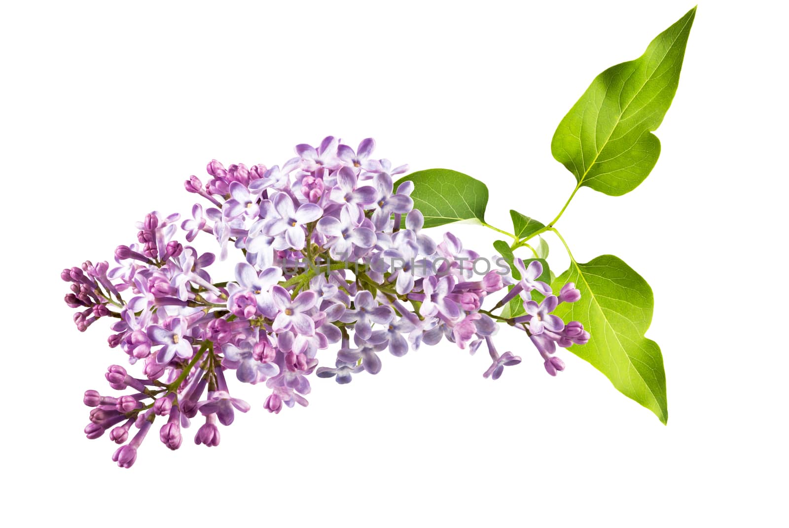 fragrant flowers of lilac inflorescence and green leaves on a white background