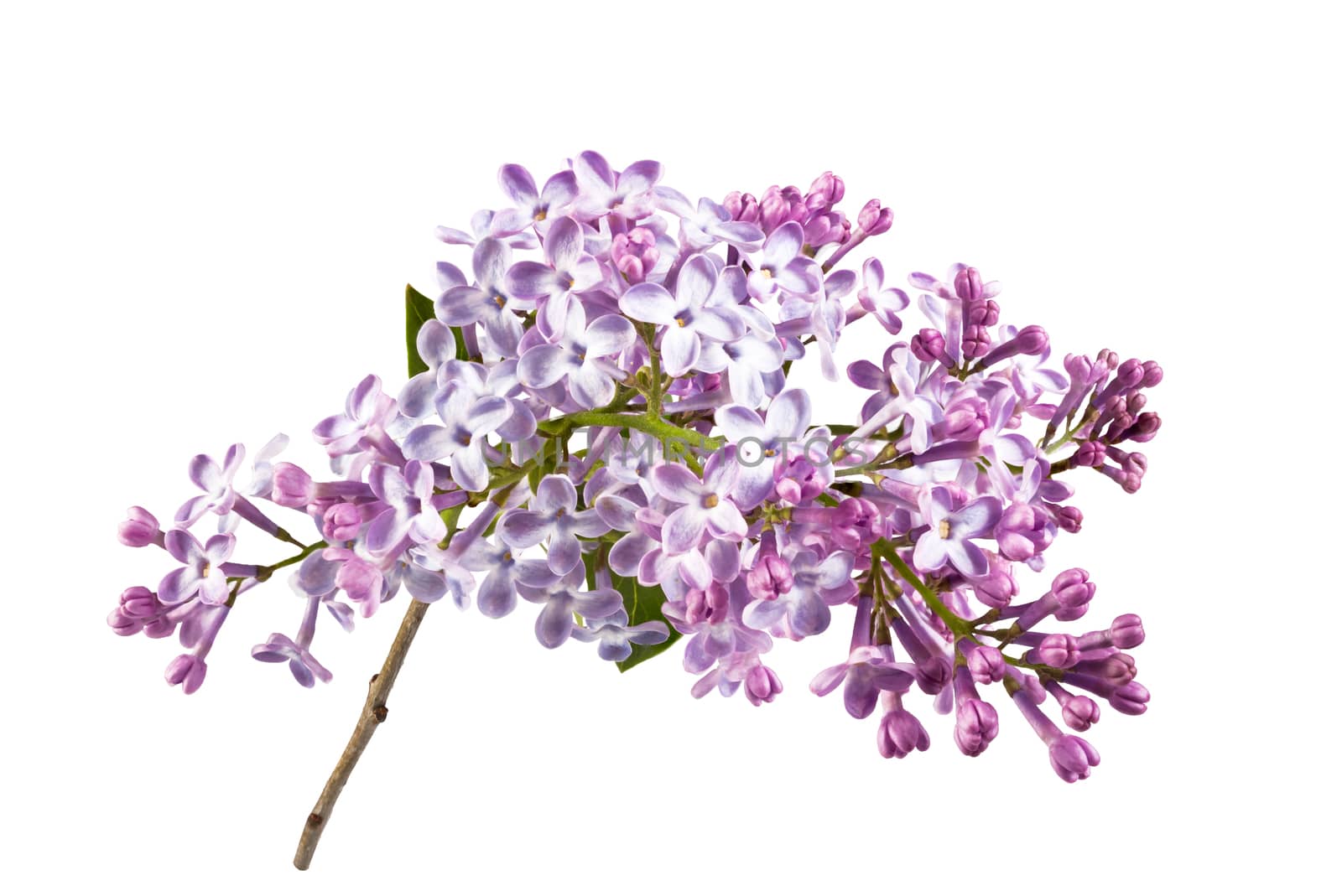 fragrant flowers of lilac inflorescence on white background