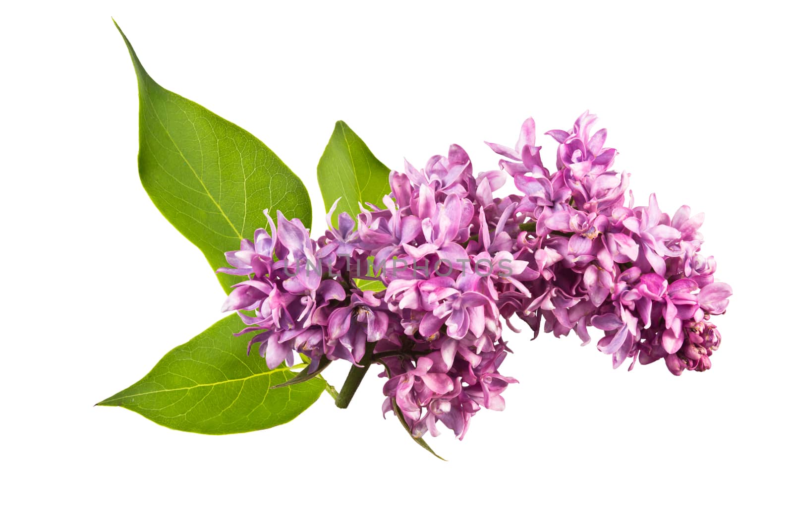 fragrant flowers of lilac inflorescence and green leaves on a white background