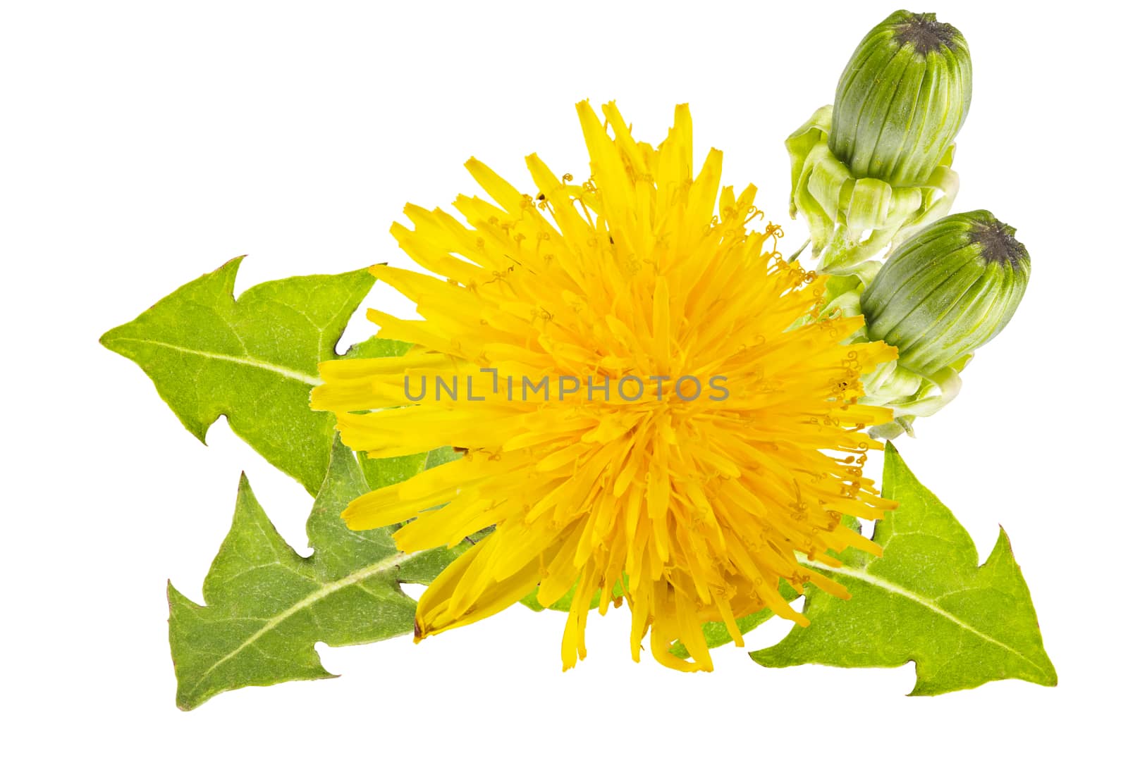 yellow dandelions with green leaves on a white background