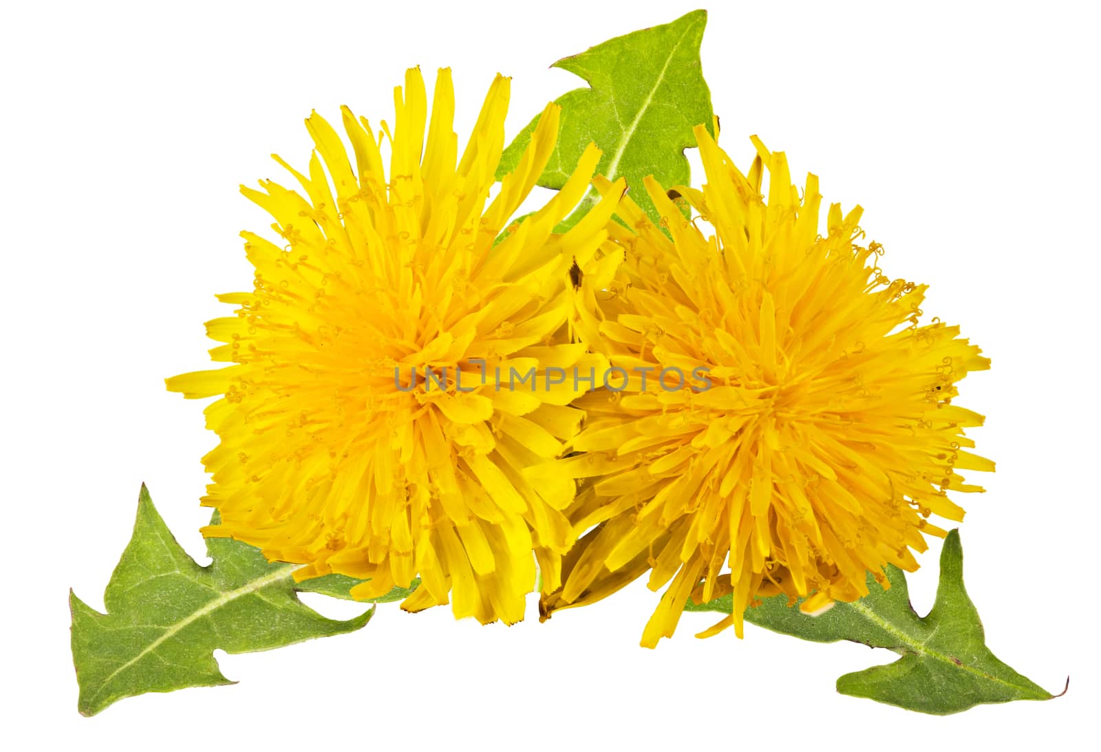 yellow dandelions with green leaves on a white background