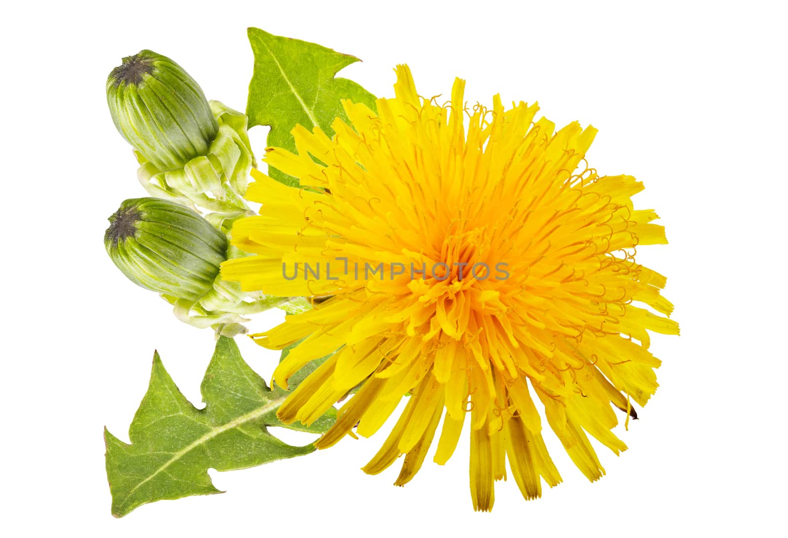 yellow dandelion with green leaves on a white background