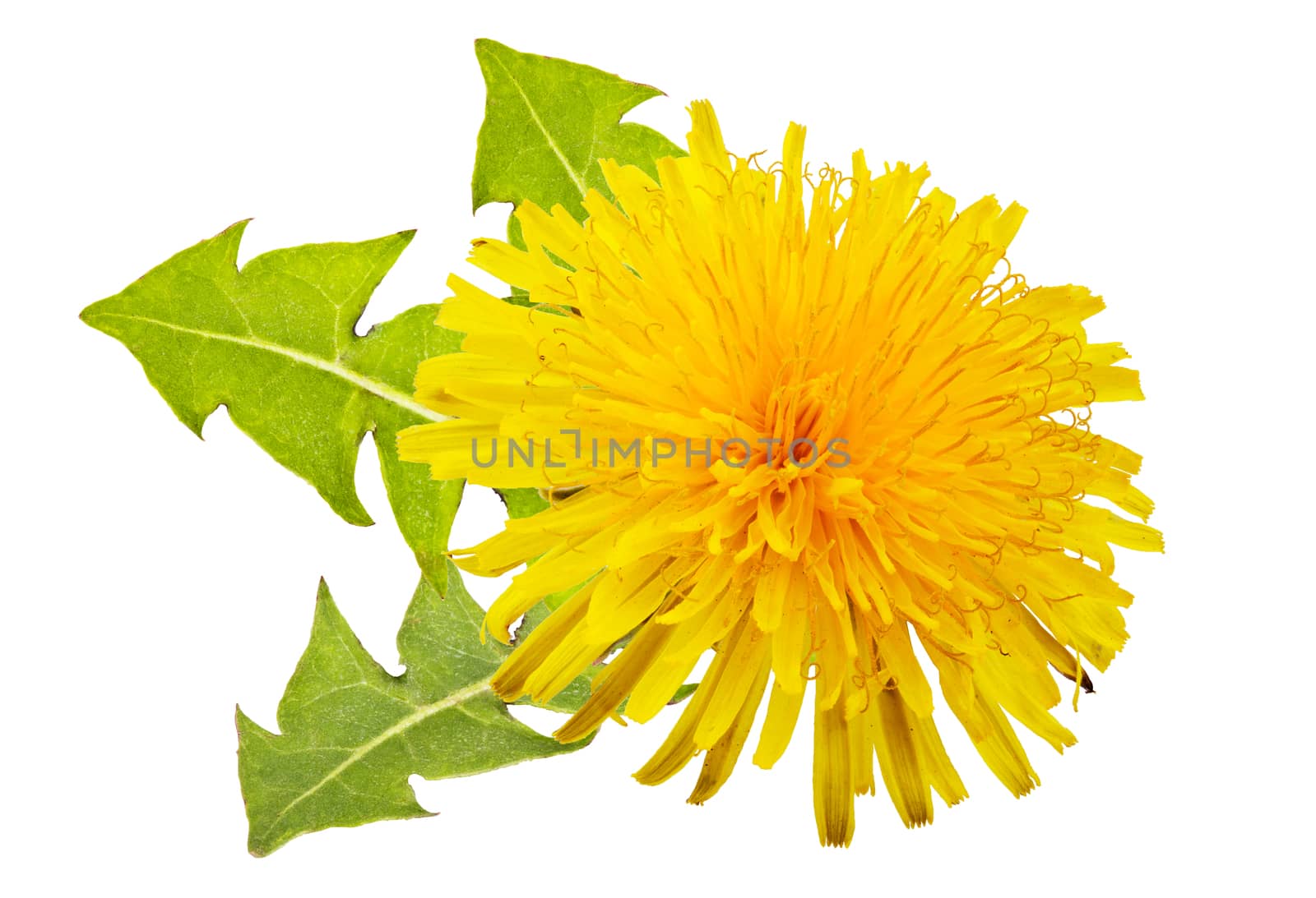 yellow dandelion with green leaves on a white background