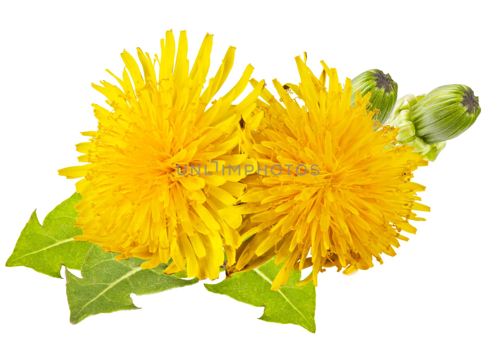 yellow dandelion with green leaves on a white background