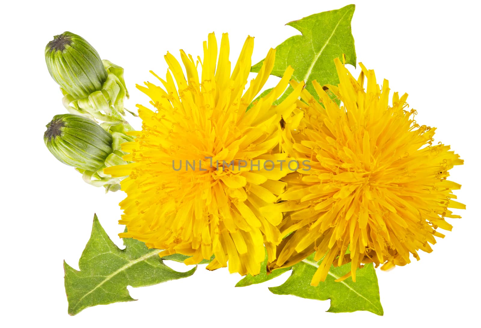 yellow dandelion with green leaves on a white background