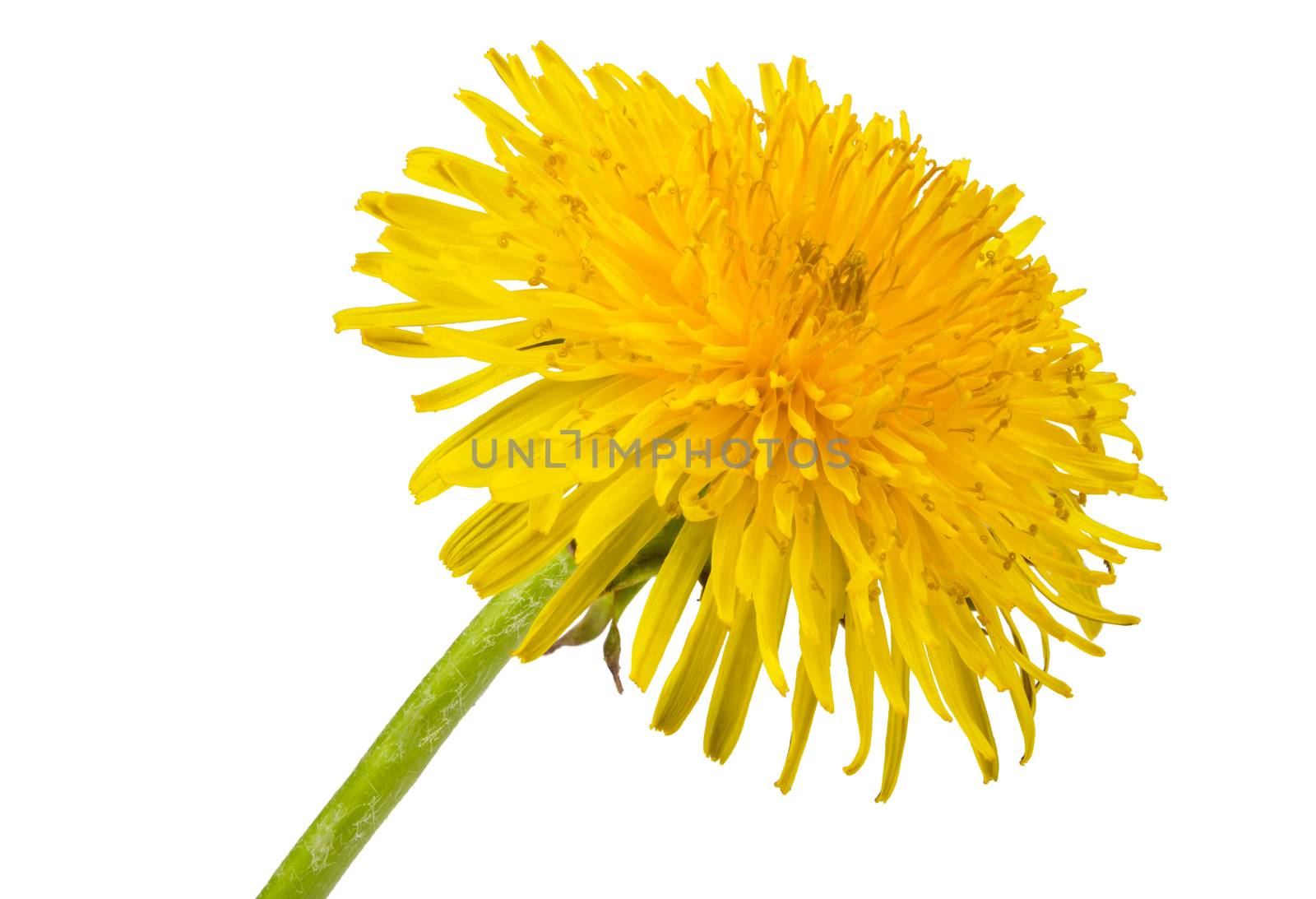 yellow dandelion isolated on a white background