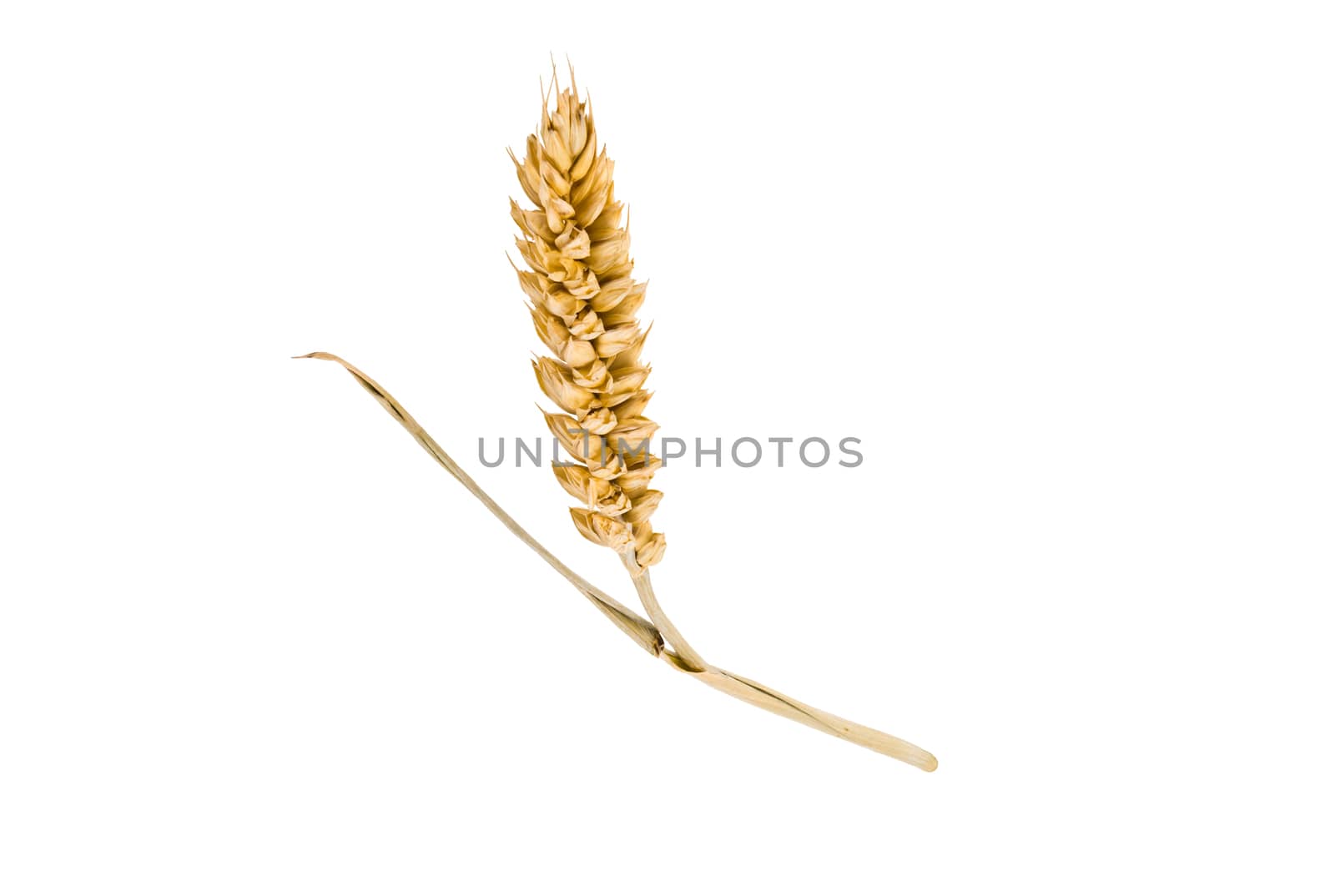 three mature ear of wheat on a white background