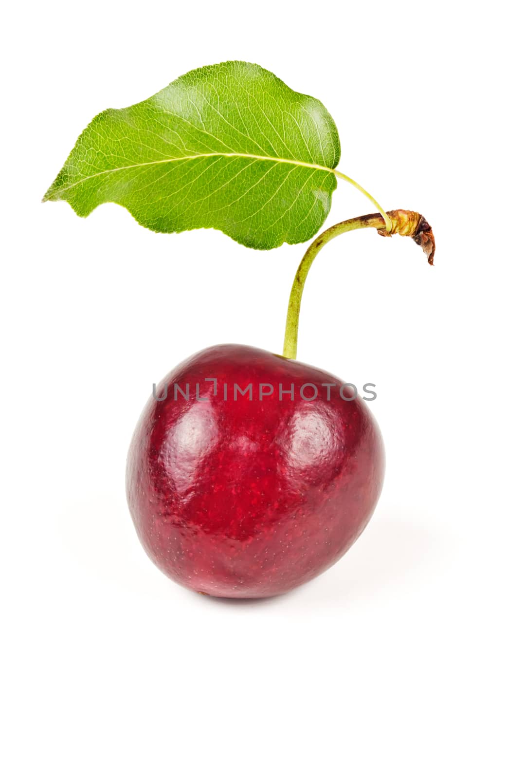 single ripe, juicy, delicious sweet cherry and green leave isolated on white background